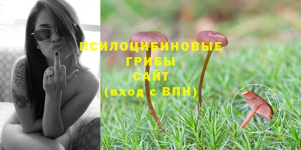 шишки Арсеньев